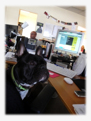 Is Sometimes Difficult To Separate Nightmares From - French Bulldog #6301922