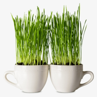 Two Mugs In Which Seeds Are Growing - Seed #6302917