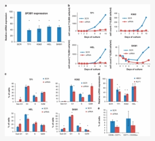 Download - Transfection #6303044