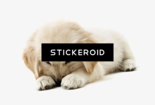 Golden Retriever Puppy Animals Dog - Magnet Steel Golden Retriever Puppies Mini Wall Calendar #6304878