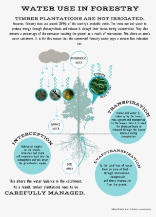 Forestry Explained - Baum-silhouette-kissen Kissen #6305971