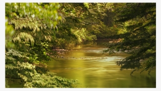 Score 50% - Nature #6306763