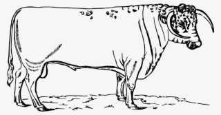 Jpg Transparent Dairy Cattle Texas English Baka Hereford - Cattle #6308048