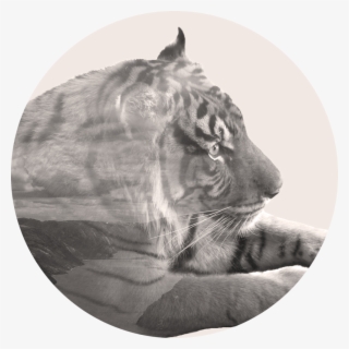 Tygah - Siberian Tiger #6310097