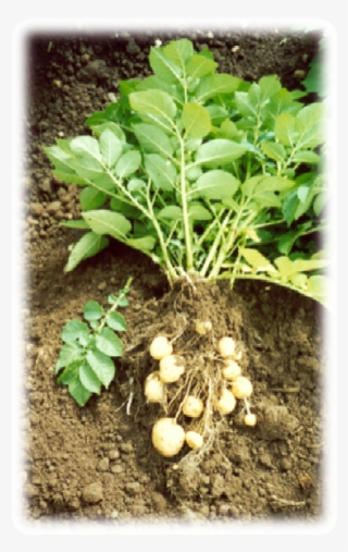 Potatoes - Vegetable #6311637