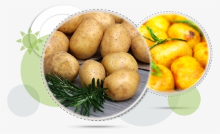 First Imported From South America In The 16th Century, - Staple Food Of Europe #6311953