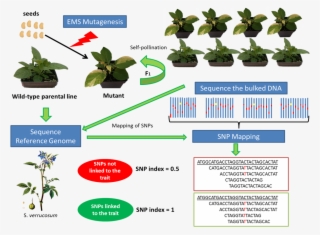 To Assist This Process, A High Quality Draft Genome - Mutation Breeding In Potato #6312028