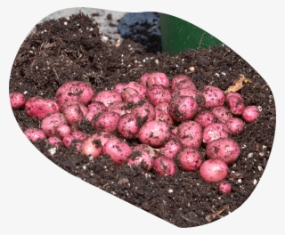 The World's Most Unique Potato Varieties, Now For Everyone - Potato #6312378