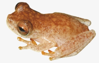 Jim Morrison As An Actual Lizard King - Eastern Spadefoot #6314563