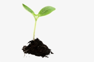 Growing Plant Png Image - Growing Plant Png #6317806