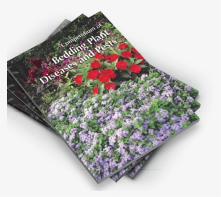 “compendium Of Bedding Plant Diseases And Pests” Offers - Baby Blue Eyes #6318132