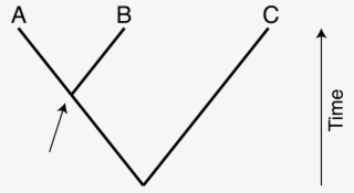 Since Chimpanzees And Humans Are Closely Related, Humans - Herbivore #6320590