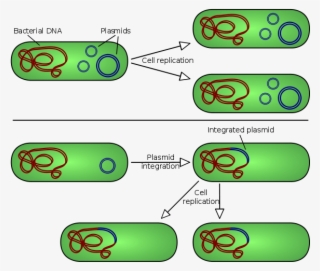 A Plasmid Is A Small Dna Molecule Within A Cell That - Bacteria Plasmid #6322304