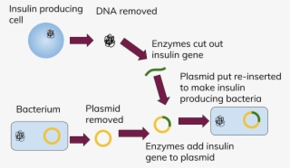 Jpg Freeuse Stock Collection Of Free Dna Download On - Genetic Engineering Insulin Steps #6322897