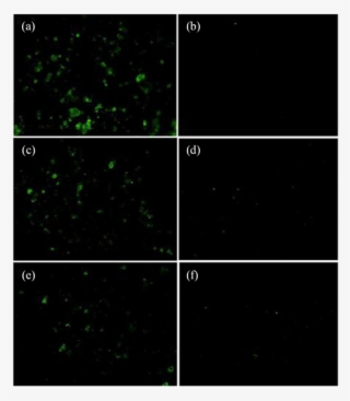 Fluorescence Occurring In Three H6 Ha Expressing Dna - Parallel #6322946