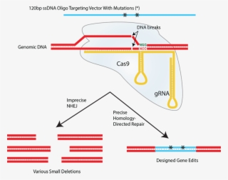Double Strand Breaks Induced By S - Crispr Nhej Vs Hdr #6323112