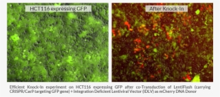 Ki With Lentiflash V5 - Gene Knockin #6323218