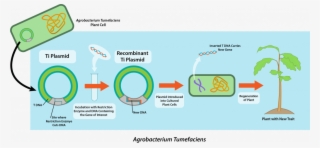 Genetic Engineering Microbiology Agrobacterium - Inserting Recombinant Dna Into Host Cells #6323267