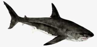 Megalodon - Zt2 Download Library Rhino #6325498