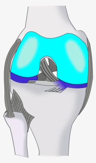 Knee Ventral - Cartoon #6325858
