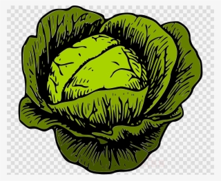 Clip Art Cabbage Clipart Malfouf Salad Cabbage Clip - Kraut Rock #6326338