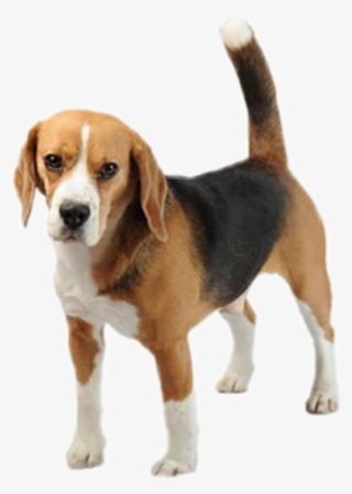 Transparent Background Beagle Png #6327873 Transparent Background Beagle Png #6327873