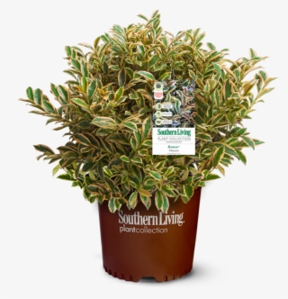 Romeo's Foliage Is Gorgeously Variegated And Features - Cleyera #6328727