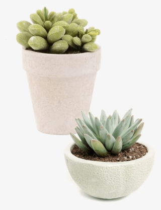 Excellent Services - Succulent Plant #6328912