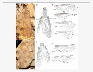 Pteroliriope Sinitshenkovae Tax #6329016 Pteroliriope Sinitshenkovae Tax #6329016