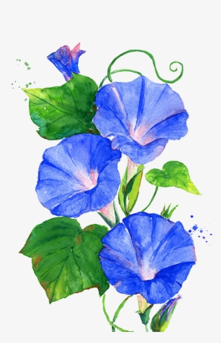 Trumpet Vine Png - Morning Glory Flower Painting #6334700