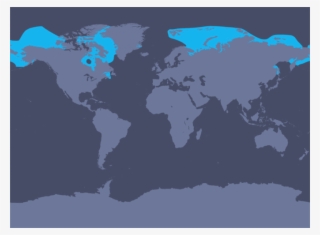 The Above Map Shows The Distribution Of Minke Whales - Antarctic Minke ...