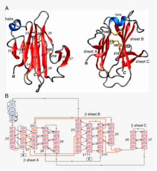 Two Approximately Orthogonal Views Displaying A Ribbon - Protein Secondary Structure #6336365