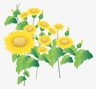 Sunflower Drawing Png - Sunflower #6340036