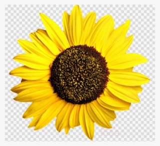 Sunflower Transparent Clipart Common Sunflower - Sun Flower #6340459