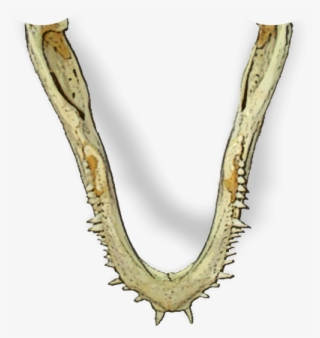 212k Dragonjaw Pass - Illustration #6340866