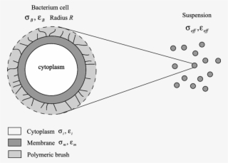 Sketch Of The Geometry Of The Bacteria Used To Build - Cytoplasm Sketch #6345268