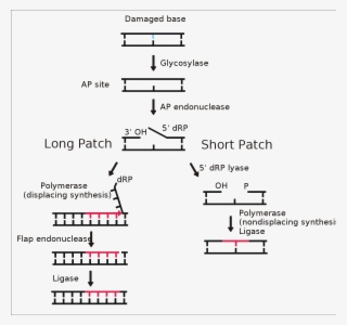 Base Excision Repair Pathway #6345832