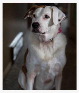 Blanka - Dog Catches Something #6347997