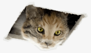 Oh No, Ceiling Cat Ate This Page - San Francisco Museum Of Modern Art #6348041