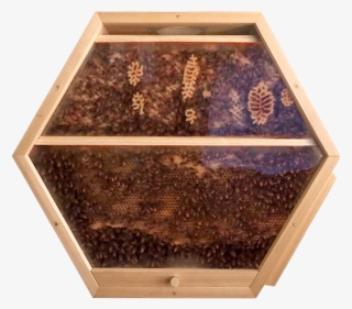 Beecosystem New Hive Shop 1 #6349274 Beecosystem New Hive Shop 1 #6349274