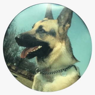 Image Not Available - East-european Shepherd #6350143