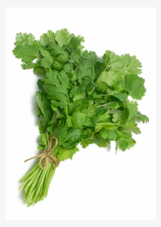 Coriander/ Cilantro / Dhania - Coriander (cilantro) Slo-bolting Herb Seed #6350831