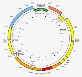 The Circular 16,569 Bp Human Mitochondrial Genome Encoding - Human Mitochondrial Genome #6353387