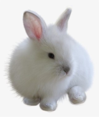 Fuzzy Bunny White Rabbitfreetoedit - White Bunny Png #6353767