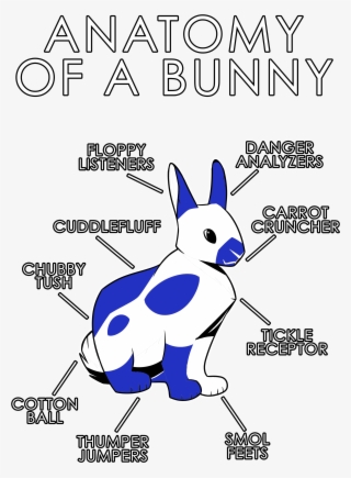 Anatomy Of A Bunny - Bunny Anatomy #6353931