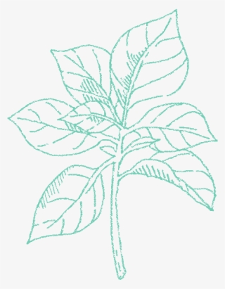 Oregano - Sketch #6353985