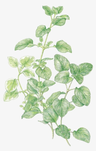 Marjorum Oregano - Herb #6354041