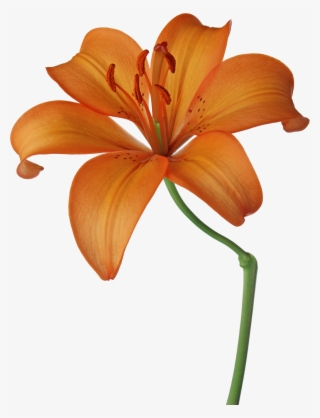 Lillies Drawing Orange Lily - Orange Flowers Drawing #6357683