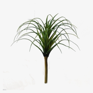 Flowerdutchess Tillandsia Green Green 25cm #6357978