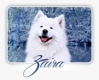 Samoyed Crystal Heart Carpathian White Smile - Dog Yawns #6359265